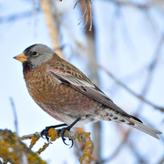 Winter plumage. Note: yellow bill. Winter plumage. Note: yellow bill.