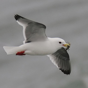 Adult Adult
