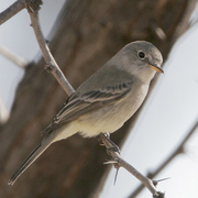 Note: pale gray overall, short primary projection, longer bill, and pale lower mandible with dark tip.