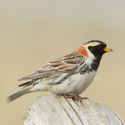 Breeding male plumage.